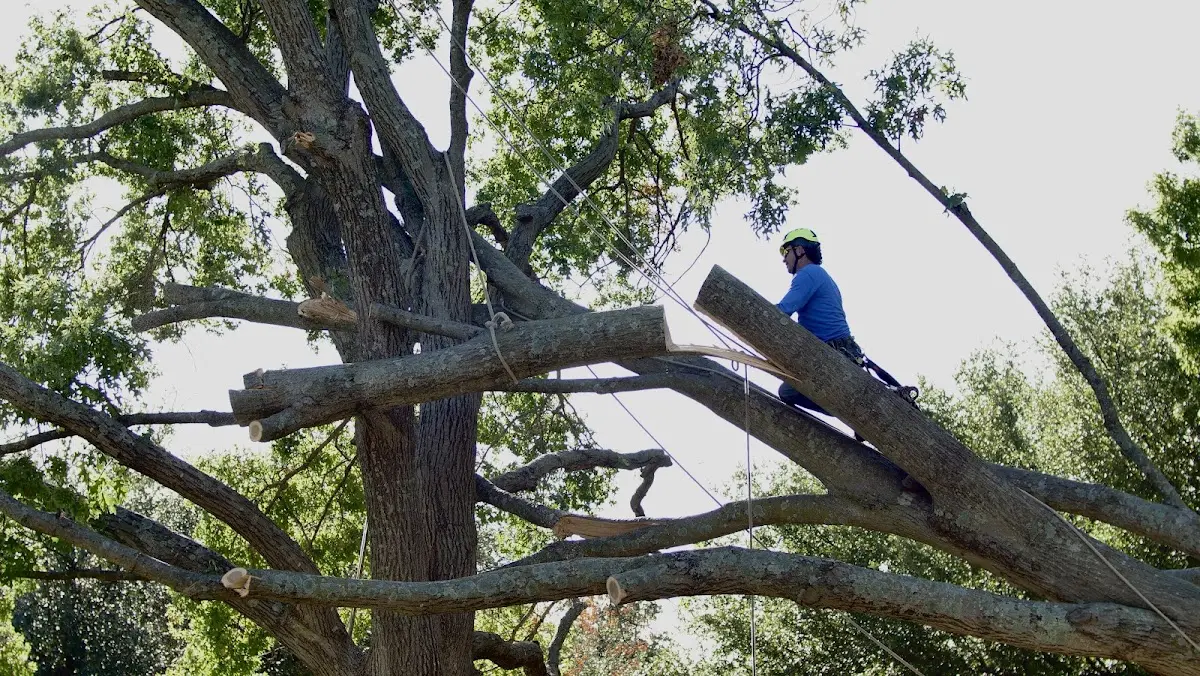 Professional Crown Thinning performed by certified arborists in Sanborn