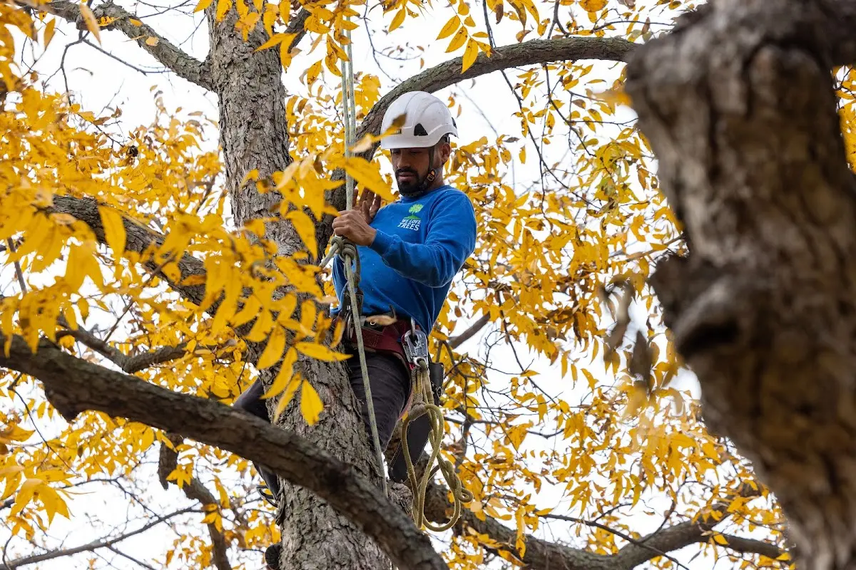 Skilled Tree Planing crew working in Sanborn